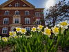 Close up of yellow flowers on campus